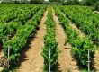 wines-photo