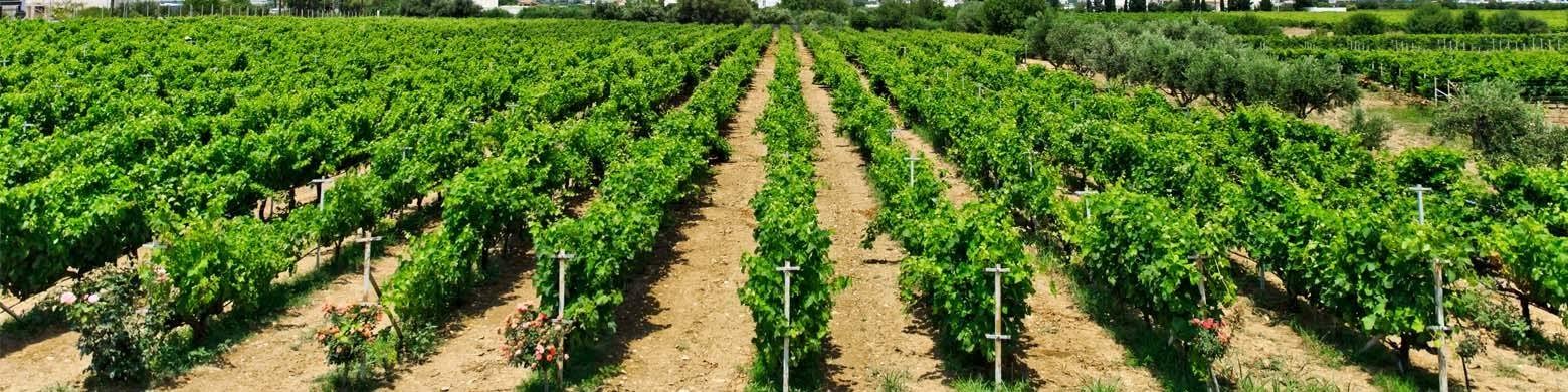 wines wines-photo